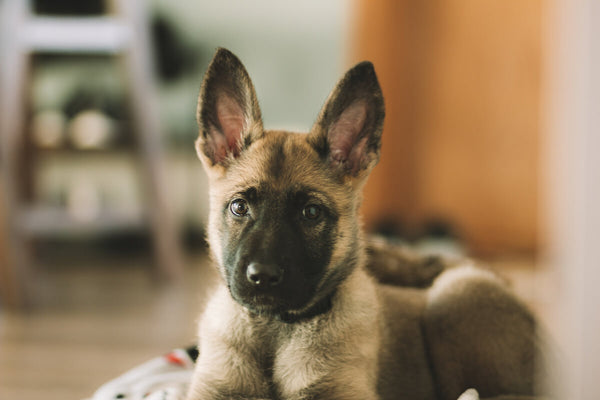 Puppy German Shepherd looking at the camera