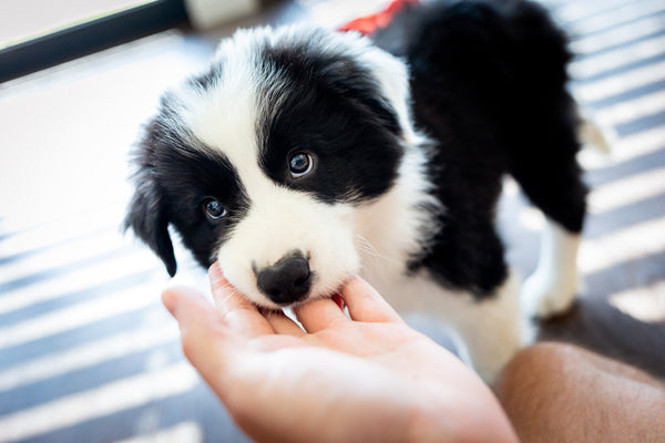 how to stop border collie from chewing