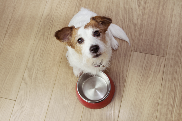 what causes dogs to vomit undigested food