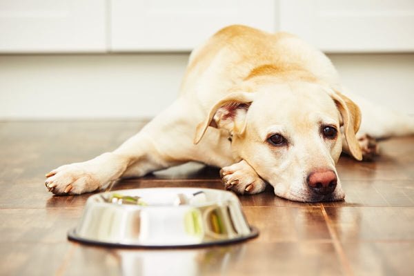 is olive oil good for dogs constipation
