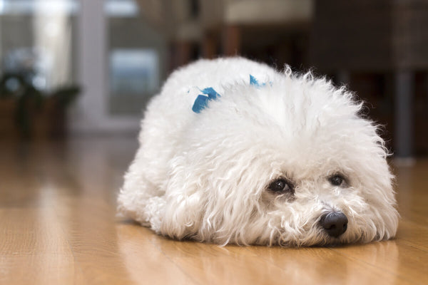 Sad, white dog lying on the floor