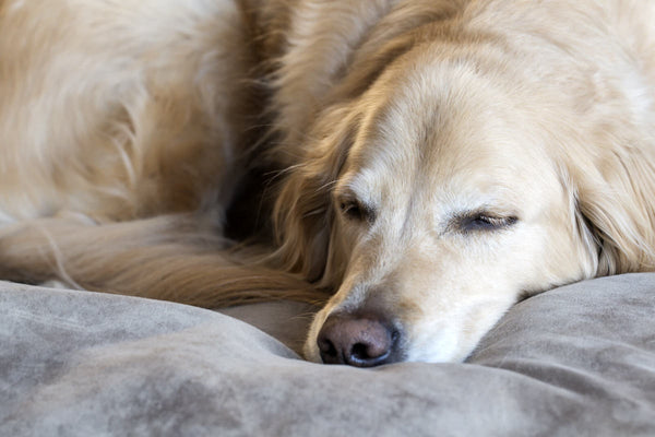dog joint pain: sleeping Golden Retriever