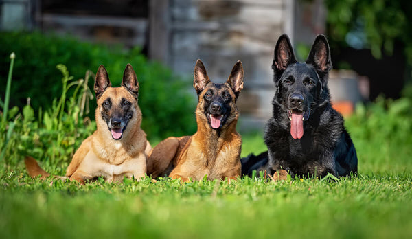 Two Belgian Malinois and a German Shepherd lying on the grass