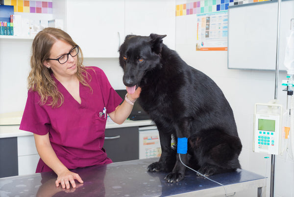 Vet checking a sick dog