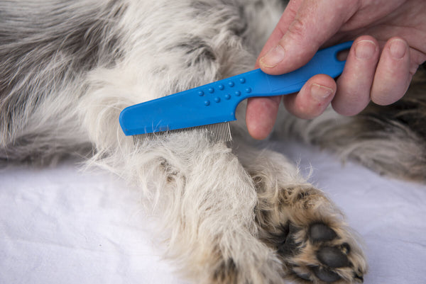 Dog seasonal allergies: vet grooming a dog
