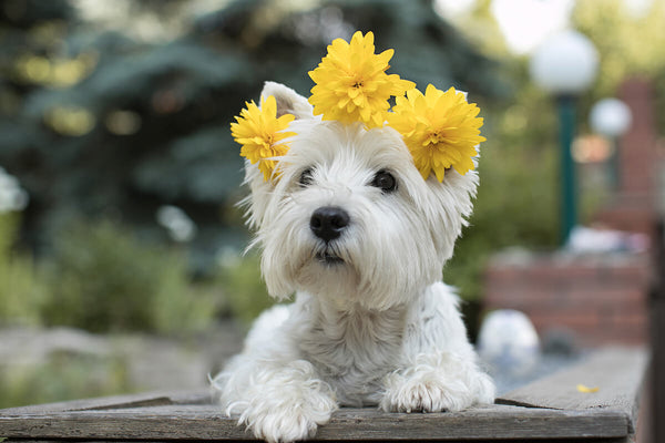 Dog seasonal allergies: cute, white dog with yellow flowers on her head