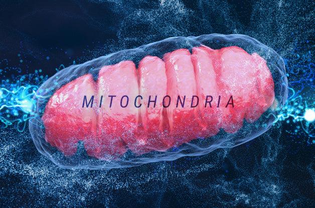 Mitochondrion is a double membrane-bound organelle found in all eukaryotic organisms. 3D illustration