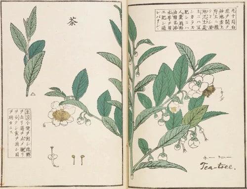 ancient chinese drawing of Camellia sinensis