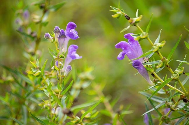 Scutellaria baicalensis chinese skullcap purple flowers growing from stem