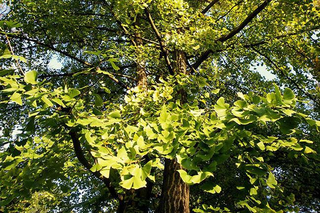 ginkgo leaves growing on a tree stem, upward view with blue sky behind it