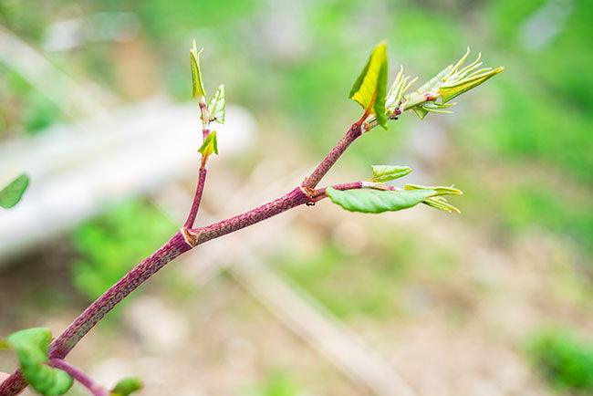 Chinese herbal medicine knotweed stalk close-up