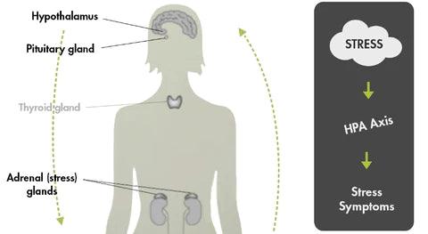 HPA axis