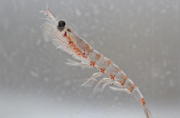 Antarctic krill in the water column of the Southern Ocean off the coast of the Antarctic Peninsula