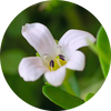 white Bacopa flowers