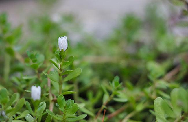 Bacopa monnieri herb plant and flower, known from Ayurveda as Br