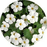 bacopa for better sleep and promoting a calm state of mind