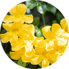 Cats Claw yellow flowers