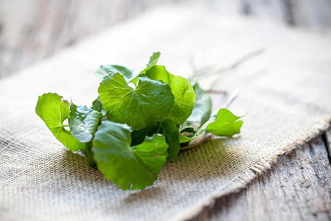 green Asiatic pennywort on sackcloth