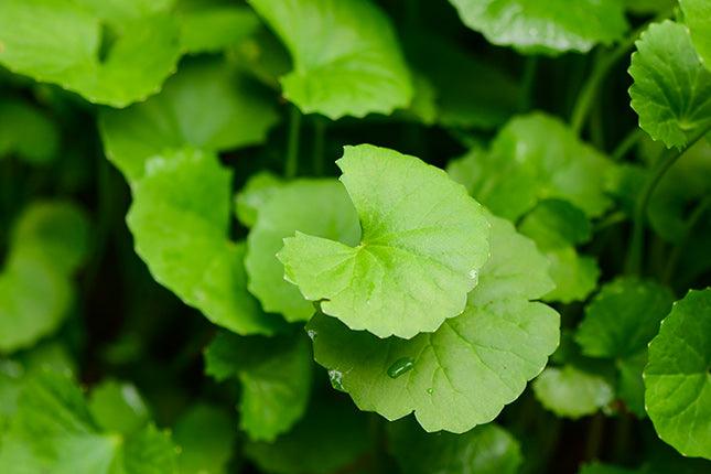 gotu kola leaves, bright green color shaped almost like lily pads
