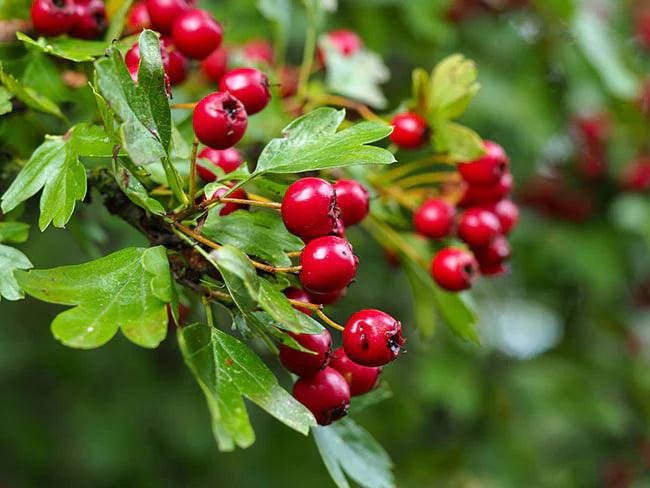 Red hawthorn (Crataegus) berries and green leaves in a hedgerow