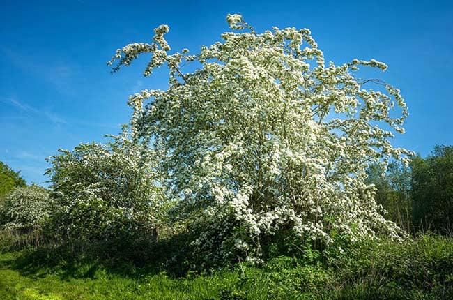 Fresh bloom of hawthorn in a meadow in Spring.