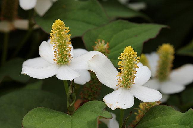 close up of Houttuynia cordata white flowers