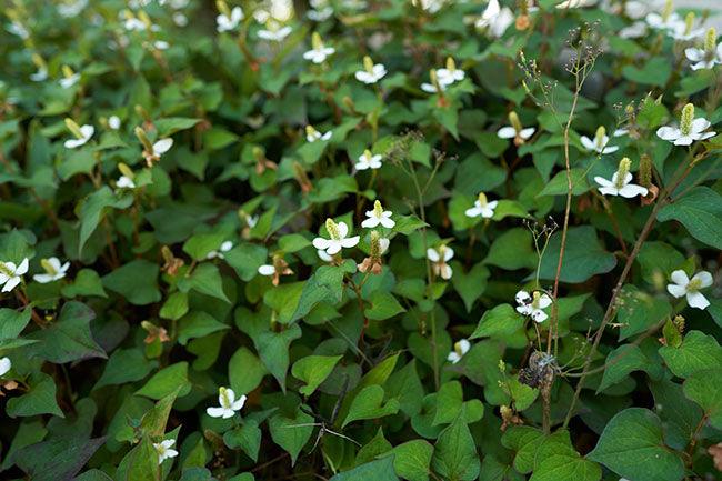Houttuynia cordata grows in clusters and blooms beautiful white