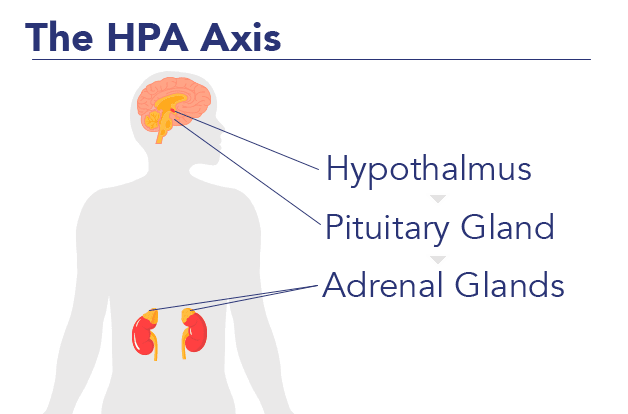 HPA axis diagram: hypothalmus, pituitary, and adrenal glands
