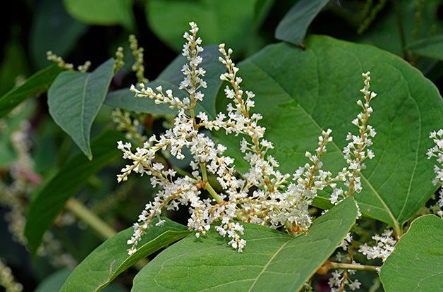 white japanese knotweed flowers growing from stem