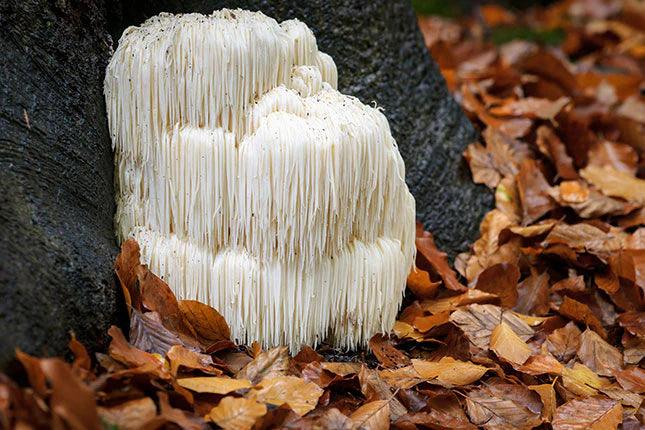 lions mane, white mushroom surrounded by leaves
