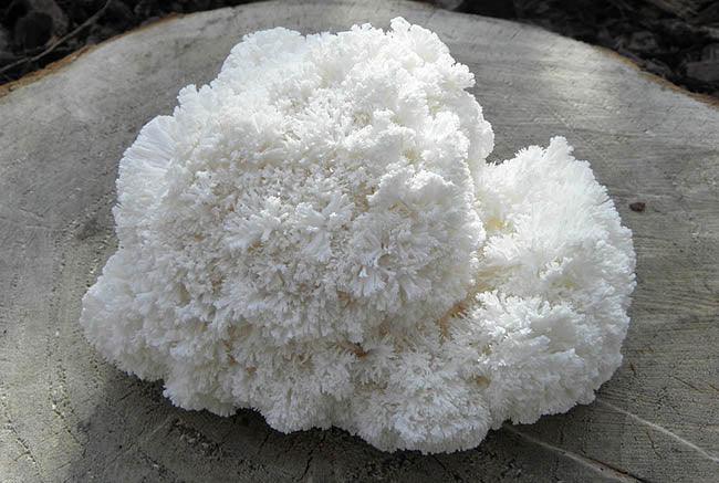 white lions mane mushroom on top of a tree stump