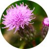 purple milk thistle flower