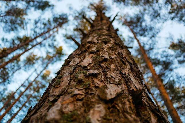 upward view of  pine tree, close up to bark texture