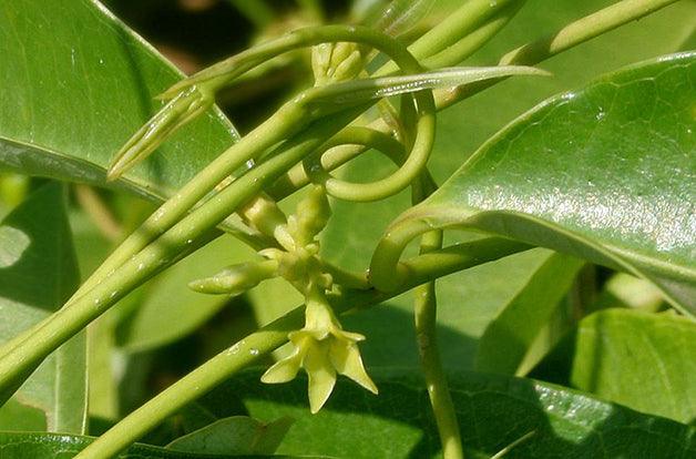 green cryptolepis buds growing on stem of plant