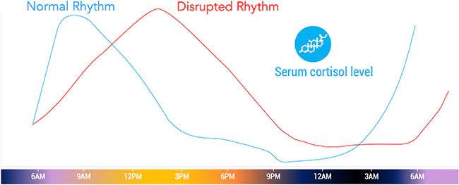 circadian rhythm line graph, normal and disrupted