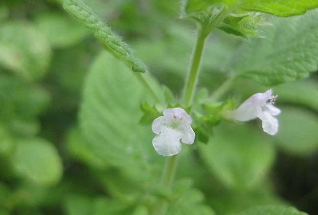 white flower of lemon balm growing with leaves