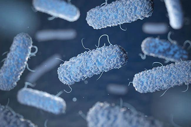 Enterobacterias. Gram-negative bacterias escherichia coli, salmonella, klebsiella, legionella, mycobacterium tuberculosis, yersinia pestis,  and shigella, proteus, enterobacter, serratia, and citrobacter. 3d illustration