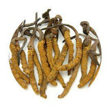 mushroom cordyceps