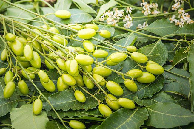 Medicinal neem leaves with fruits close up