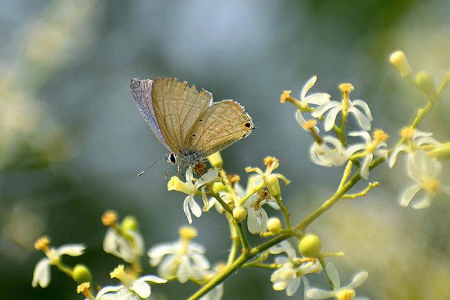 A butterfly enjoying a sweet honey-scented neem flower