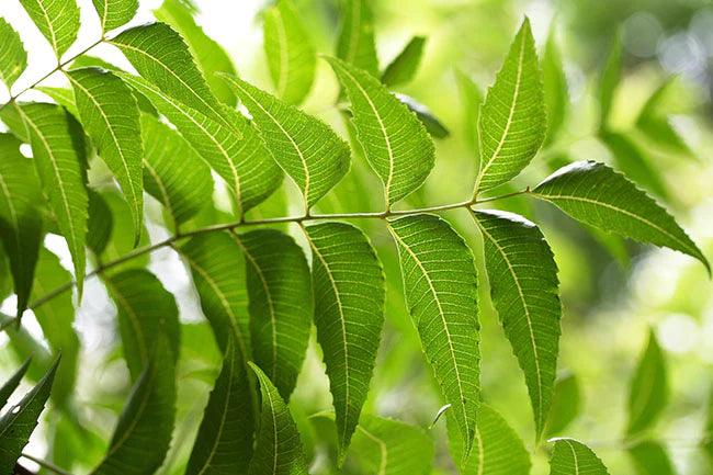 close up view of neem leaves