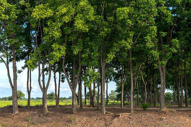 View of rows of neem trees, with many green leaves growing on mounds in rural Thai agriculture.