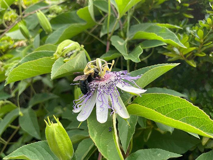 Pollinators are fond of passionflower and frequently found working their magic beneath the dangling anthers. Here a bee migrates from flower to flower pollinating and gathering the raw material for honey and wax. Photo: Tim Yarborough