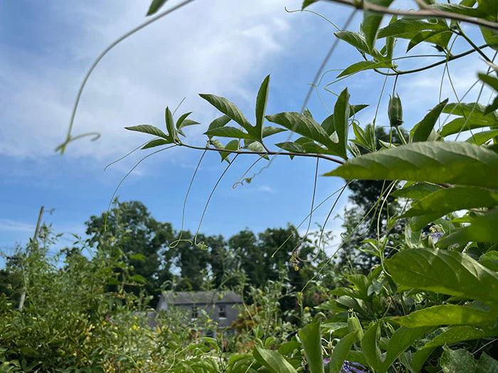 Passionflower leaves and stems are both used medicinally in Western herbalism and modern botanical medicine. Leaves are typically 3-lobed in the shape of a trident but may also be found with 5 lobes. Photo: Tim Yarborough