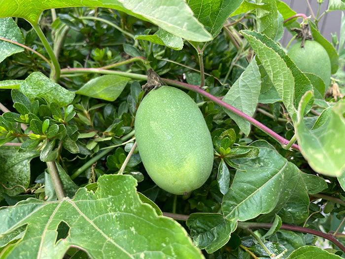 An almost ripe passionflower fruit in early August in Raleigh, NC. As summer comes to a close, the skin will start to wrinkle and turn more yellow or brown and become heavier when ripe. Photo: Tim Yarborough