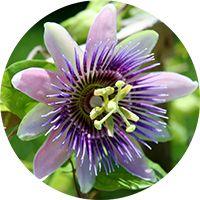 passion flower for relieving nervous tension and restoring normal sleep