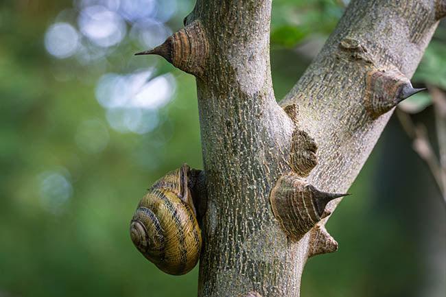 Soft close-up of beautiful Helix pomatia, Roman snail, Burgundy snail on spiny Tree Trunk of Zanthoxylum americanum, Prickly ash on natural green background. Nature concept for design with copy space