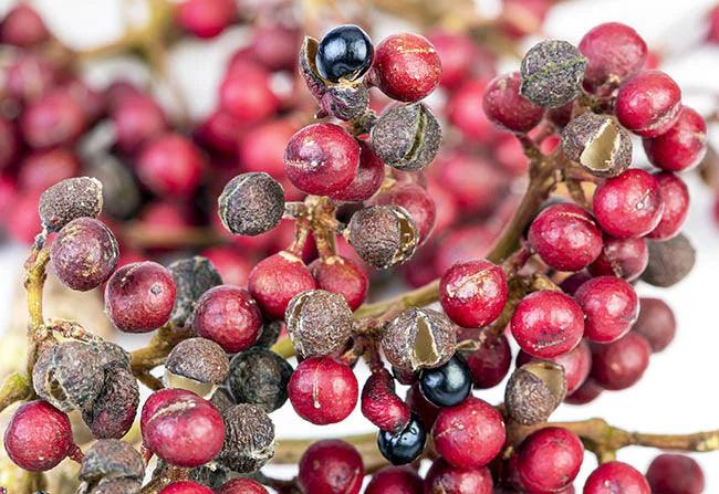 Shiny-Leaf Prickly Ash, Scientific name is (Zanthoxylum nitidum (Roxb.) DC.) herb fruits use for food