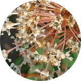 close up of red root with white flowers