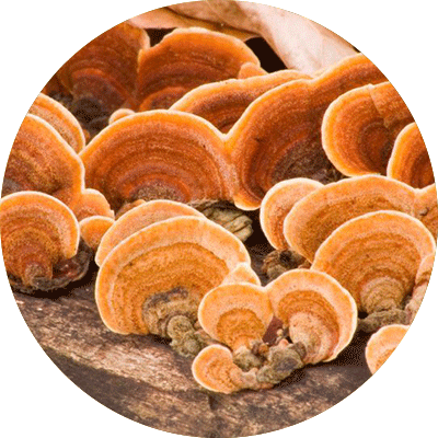 Reishi Mushroom